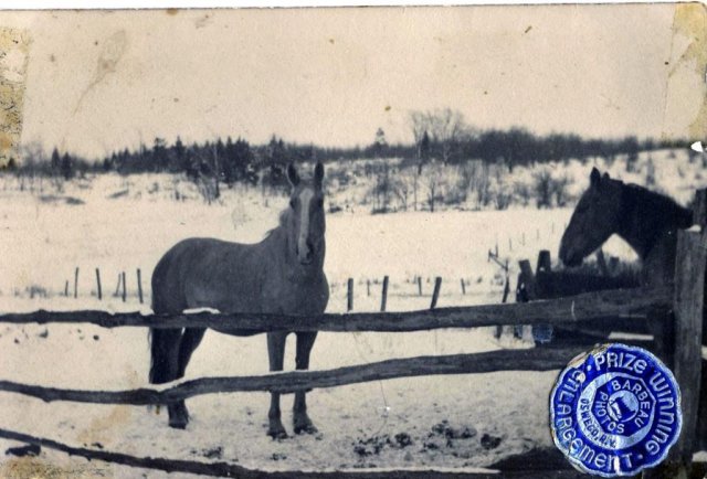 Horses